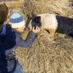 pet pig at homestead