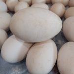spring goose and duck eggs