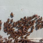 bees at homestead