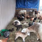 spring lambs at homestead