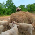 East Friesian Dairy Sheep