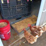 Chickens Looking at feed