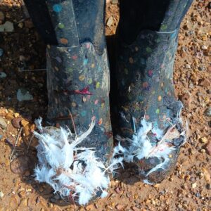 feathers stuck to boots