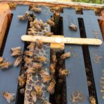 inside a beehive