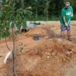 planting apple trees this summer