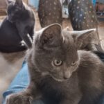 grey kittens