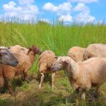 sheep in green grass