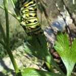 swallowtail caterpillar on parsley