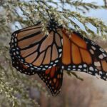 Monarch Butterfly On Dog Fennel