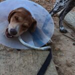 puppy in cone with bone