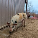 pig near barn