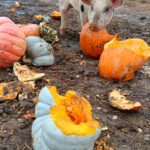 pig eating gluten free pumpkins