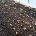 lettuce seedling are gluten free