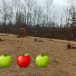 New apple orchard
