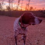 German Shorthaired Pointer farm dog with sunrise