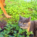 grey cat in garden