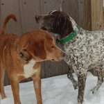 farm dogs playing in snow