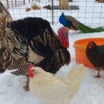 chicken, turkey, peacock in the snow