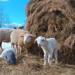 Lamb near hay