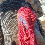 pet turkey at our farm