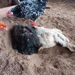 chicken in dust bath