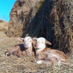 Twin Spring Lambs