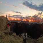 Cow At Spring Sunset