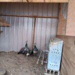 Indian Blue Peahens
