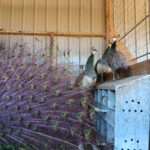 three India Blue peahens with peacock