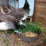 two India blue peahens with fresh greens and corn from grain bin