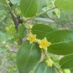 yellow jujube tree blossom