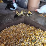 baby ducklings with corn from grain bin