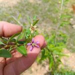 purple goji berry blossom