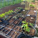 cells of seedlings