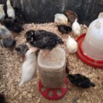 baby chicks in brooder