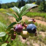 blueberry bush