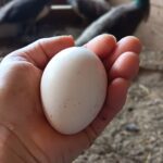 peahen egg peacock