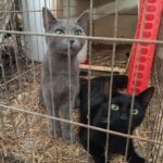 black cat and grey cat in a cage