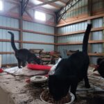 black cat eating in a barn