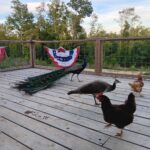 male and female peafowl on porch