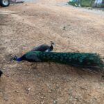 male and female peacock