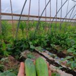 harvesting cucumbers