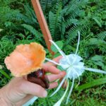 orange mushroom, white lily