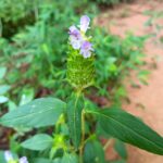 self heal purple flower