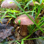 bolete mushrooms