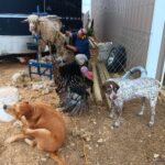 dogs, turkey, and sheep getting sheared