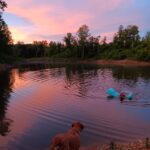 swimming in pond at sunset