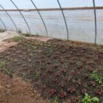 New Lettuce Seedlings