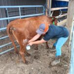 Milking A Pineywoods Cow