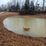 Dog In New Pond